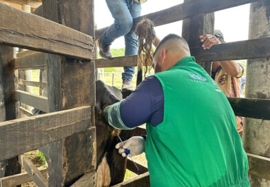 Programa Mais Pecuária em Feira de Santana, insemina 30 vacas no distrito de Jaguara