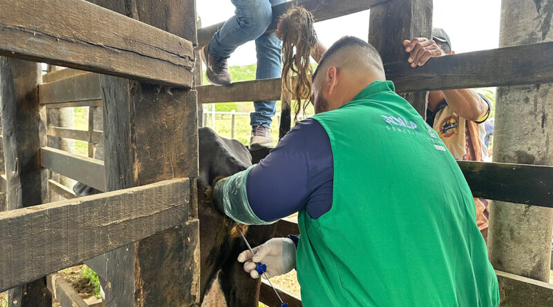 Programa Mais Pecuária em Feira de Santana, insemina 30 vacas no distrito de Jaguara