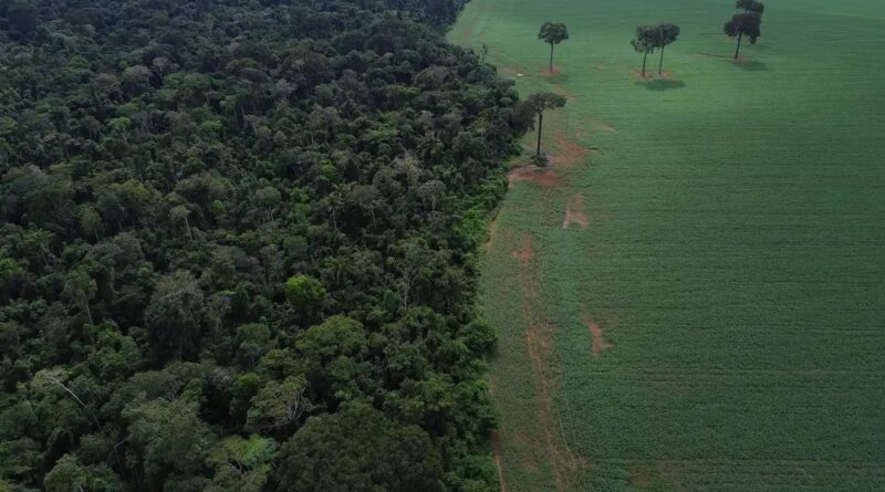 Brasil reduz em 42% perdas florestais em 2025, aponta estudo