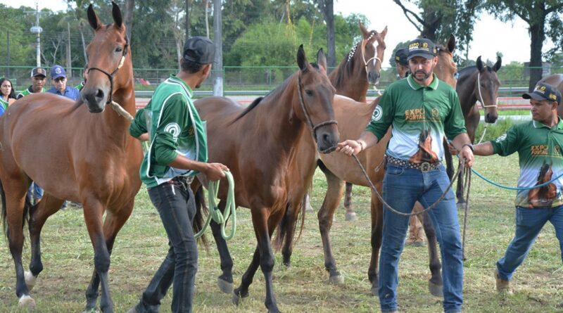 Expo Portal 2026: Feira de Santana vira vitrine nacional para a raça Campolina em junho