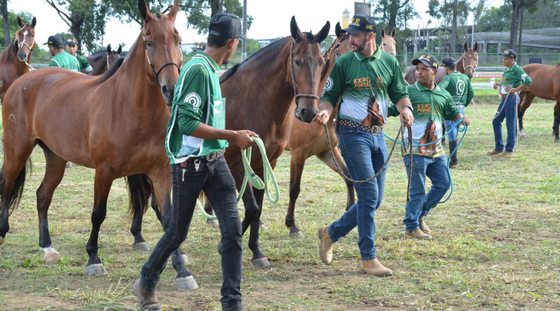 Feira de Santana sedia Expo Portal 2026 e atrai criadores de cavalos de todo o país