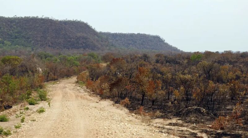 Mapbiomas: menor vegetação nativa expõe mais o país ao El Niño
