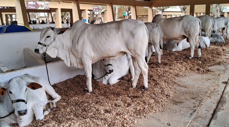 Animais podem ser inscritos para 47ª Expofeira até sexta-feira