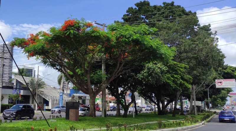 Feira de Santana conquista destaque nacional em edital de arborização urbana e adaptação climática