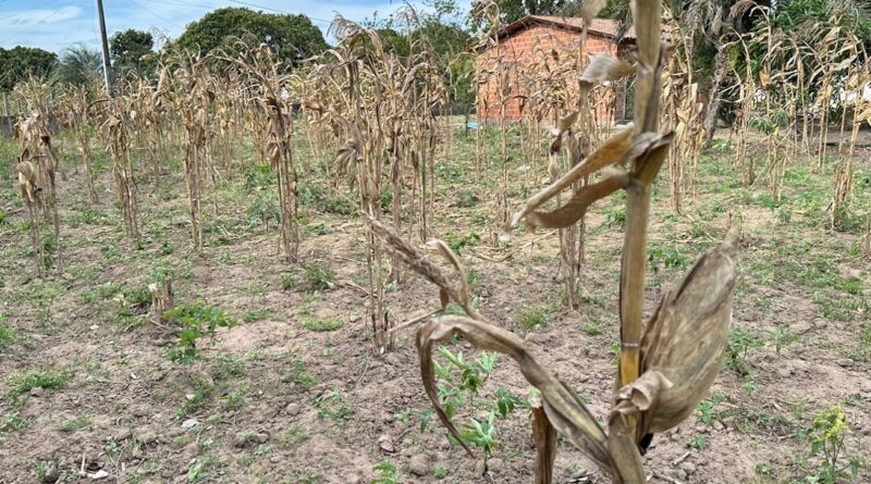 Prefeitura de Feira de Santana reafirma regularidade do Seguro-Safra e amplia assistência às comunidades rurais