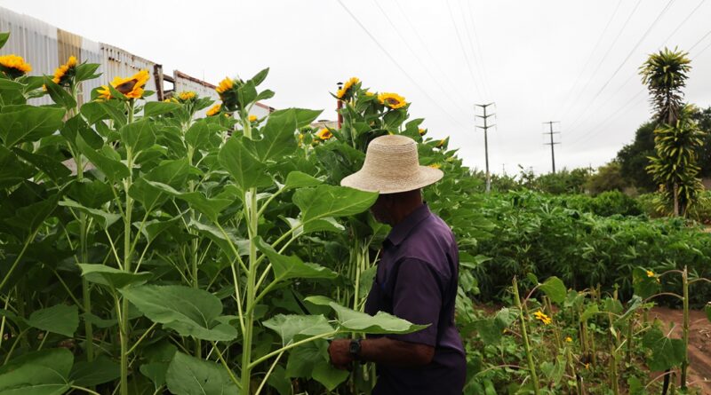 Produção de flores e hortaliças fortalece agricultura familiar em Feira de Santana