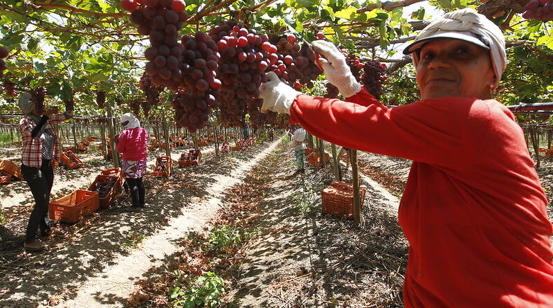 Agricultura baiana alcança R$ 56,2 bilhões em 2025