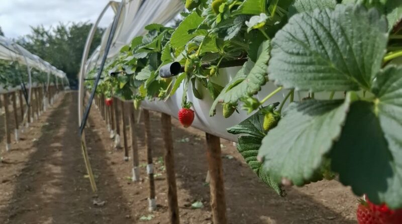 Dia da Agricultura: Bahia amplia produção, diversifica culturas e consolida liderança no Nordeste