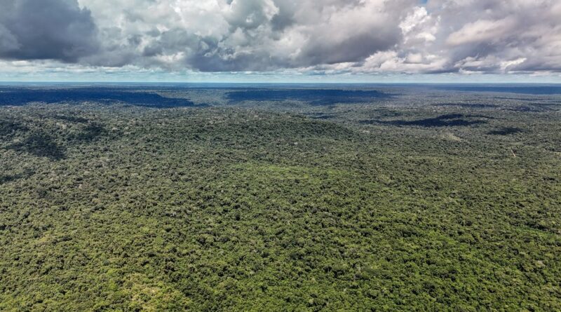 MapBiomas: Amazônia registra menor nível de desmatamento em 41 anos